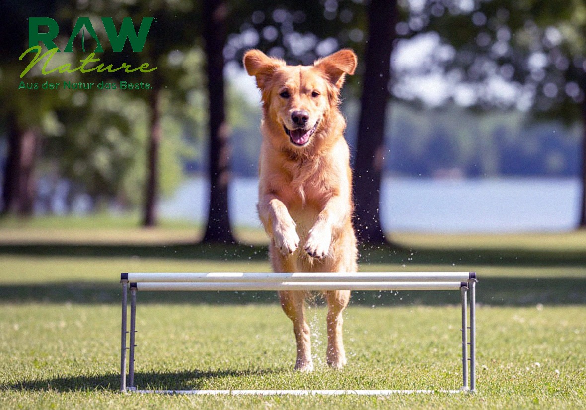 Wo Sie natürliches Trockenfutter für Welpen finden