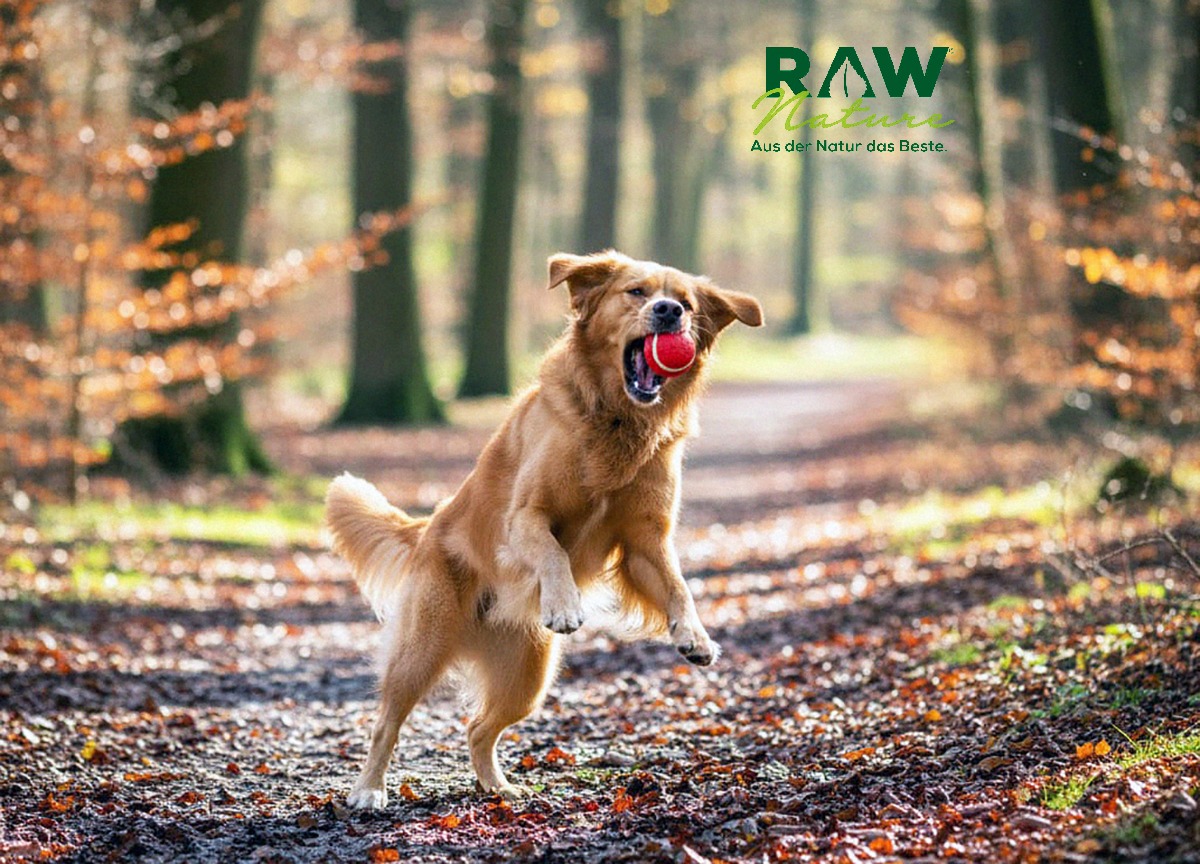 Regeln für die Auswahl von hochwertigem Trockenfutter für ausgewachsene Hunde Regeln für die Auswahl von hochwertigem Trockenfutter für ausgewachsene Hunde